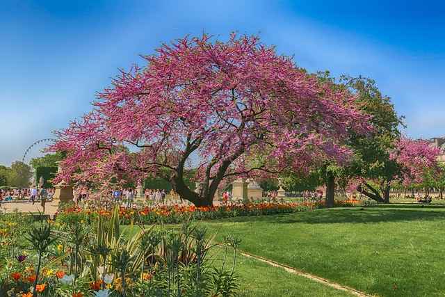 Giardino delle tuileries parigi
